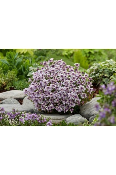 Iberis sempervirens Pink Ice 